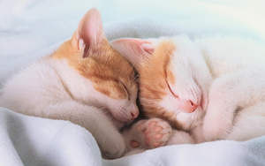 foto-van-twee-jonge-slapende-katjes-lief-tegen-elkaar-aan