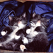 foto-van-twee-jonge-zwarte-katjes-aan-het-slapen-hd-katten-achter