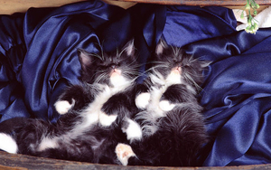 foto-van-twee-jonge-zwarte-katjes-aan-het-slapen-hd-katten-achter