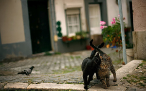 foto-van-twee-verliefde-katten-op-straat-hd-katten-wallpaper