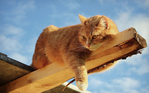 hd-een-kat-aan-het-rusten-op-een-houten-balk-hd-katten-achtergron