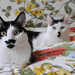 wallpaper-met-twee-katten-op-een-bed-hd-kat-achtergrond-foto