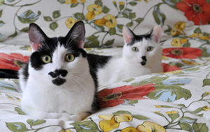 wallpaper-met-twee-katten-op-een-bed-hd-kat-achtergrond-foto