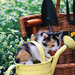 hd-katten-achtergrond-met-een-jong-katje-in-een-bloemengieter-hd-