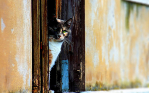 hd-katten-achtergrond-met-een-kat-die-kijkt-om-het-hoekje-kat-wal