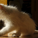 hd-katten-achtergrond-met-een-mooie-grote-witte-kat-wallpaper-fot