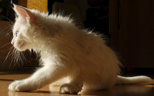 hd-katten-achtergrond-met-een-mooie-grote-witte-kat-wallpaper-fot