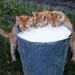 hd-katten-wallpaper-jonge-katjes-drinken-melk-uit-emmer-kat-achte