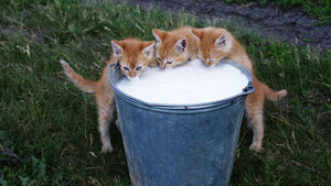 hd-katten-wallpaper-jonge-katjes-drinken-melk-uit-emmer-kat-achte