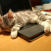 hd-katten-wallpaper-met-een-kat-en-een-laptop-hd-kat-achtergrond-