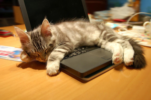 hd-katten-wallpaper-met-een-kat-en-een-laptop-hd-kat-achtergrond-