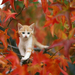 hd-katten-wallpaper-met-een-kat-in-een-boom-met-herfstbladeren-hd
