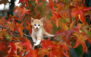 hd-katten-wallpaper-met-een-kat-in-een-boom-met-herfstbladeren-hd