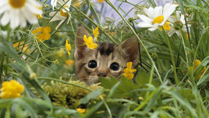hd-katten-wallpaper-met-een-kat-tussen-de-bloemen-katten-achtergr