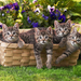 hd-katten-wallpaper-met-jonge-grijze-katjes-in-een-mand-katten-ac