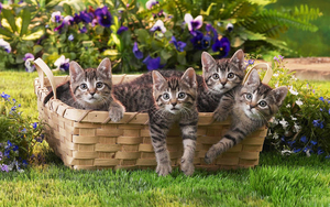 hd-katten-wallpaper-met-jonge-grijze-katjes-in-een-mand-katten-ac