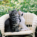 hd-katten-wallpaper-met-twee-katten-op-een-stoel-met-bloemen-op-d