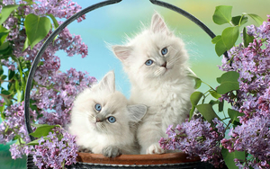 hd-katten-wallpaper-met-twee-schattige-witte-katjes-in-een-mandje