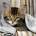 hd-katten-wallpapers-een-kat-onder-een-deken-hd-achtergronden