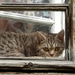 katten-wallpaper-met-een-kat-voor-het-raam