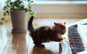 klein-katje-aan-het-piano-spelen-hd-katten-wallpaper