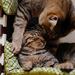 wallpaper-met-een-foto-van-twee-knuffelende-katten