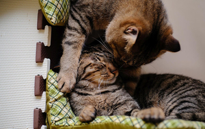 wallpaper-met-een-foto-van-twee-knuffelende-katten