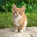 cute-cats-3-1280x800