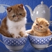 cute-cats-12-1280x800