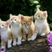 cute-cats-19-1280x800