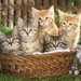 cute-cats-22-1280x800