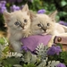 cute-cats-24-1280x800