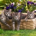 cute-cats-26-1280x800