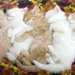 cute-cats-28-1280x800