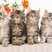 cute-cats-33-1280x800