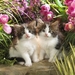 cute-cats-35-1280x800
