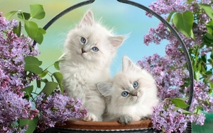 cute-cats-36-1280x800