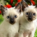 cute-cats-37-1280x800