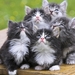 cute-cats-39-1280x800