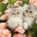 cute-cats-40-1280x800
