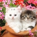 cute-cats-1280x800