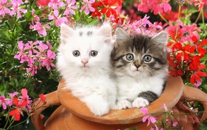 cute-cats-1280x800