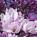 magnolia-2215761_960_720