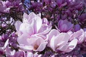 magnolia-2215761_960_720