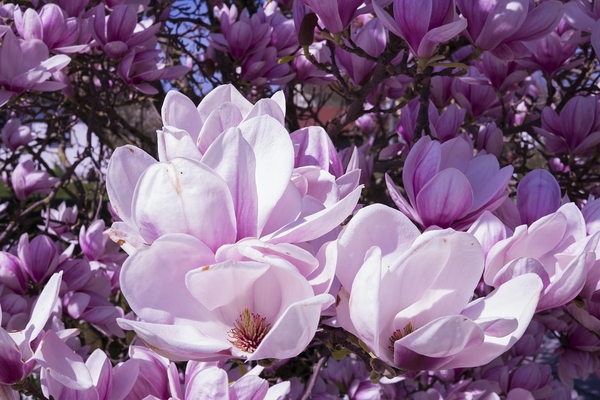 magnolia-2215761_960_720