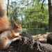 squirrel-2115582_960_720