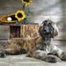 Afghan_Hound