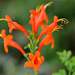 Aeschynanthus_humilis_flowers