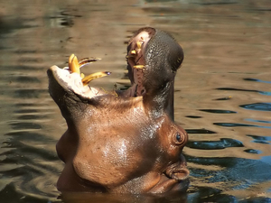 African_hippo