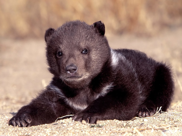 American_black_bear_cub